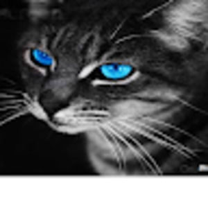 Meet your Posher, Angelina